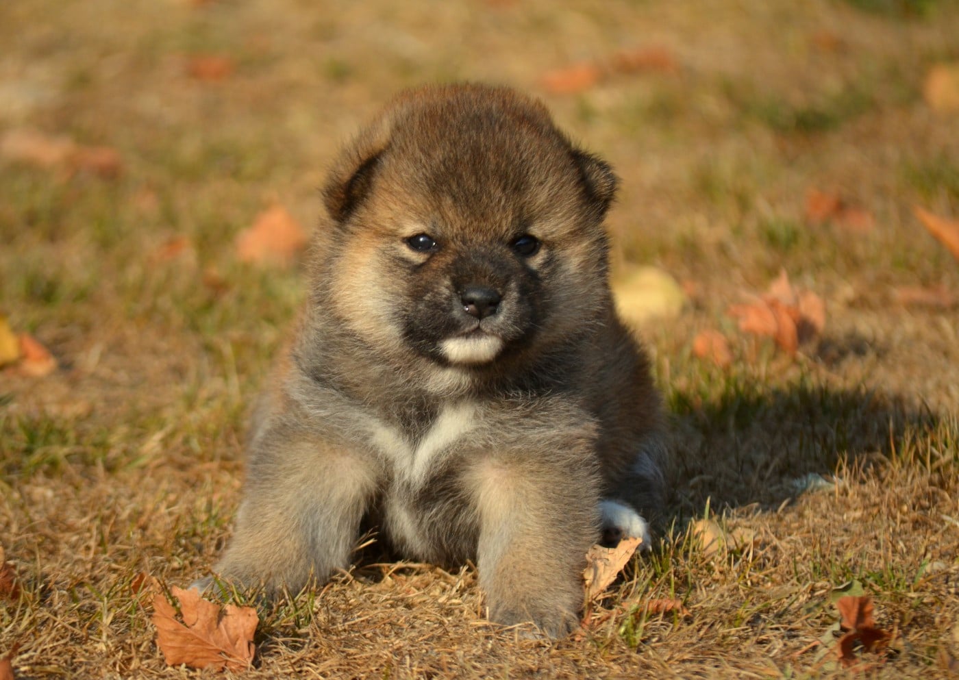 CHIOT 3