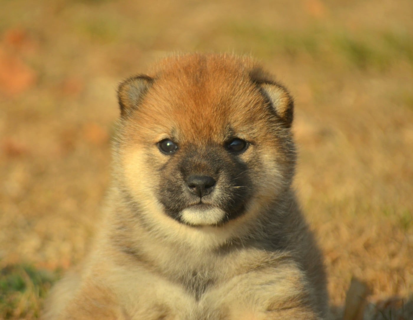 CHIOT 4
