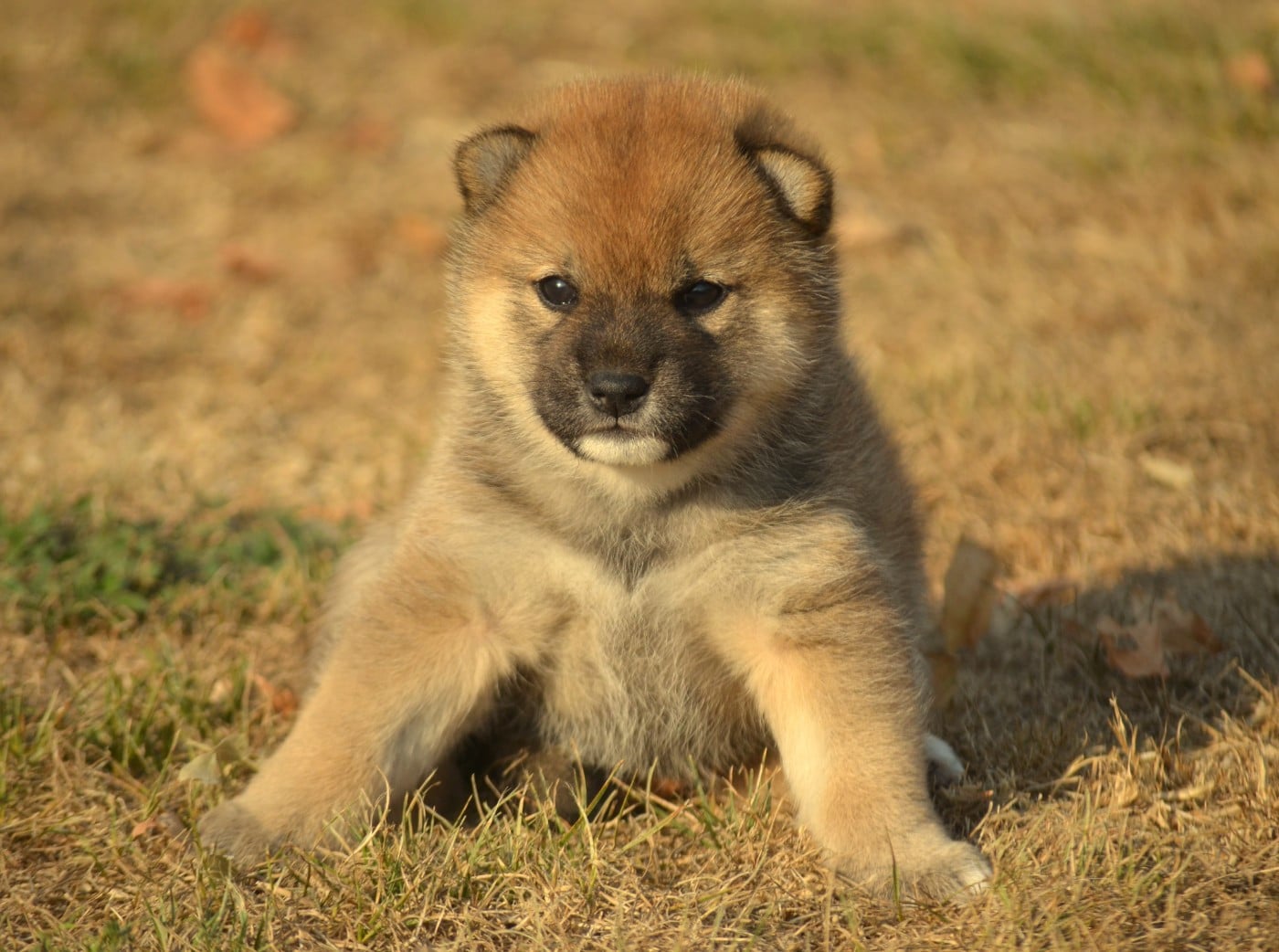 CHIOT 4