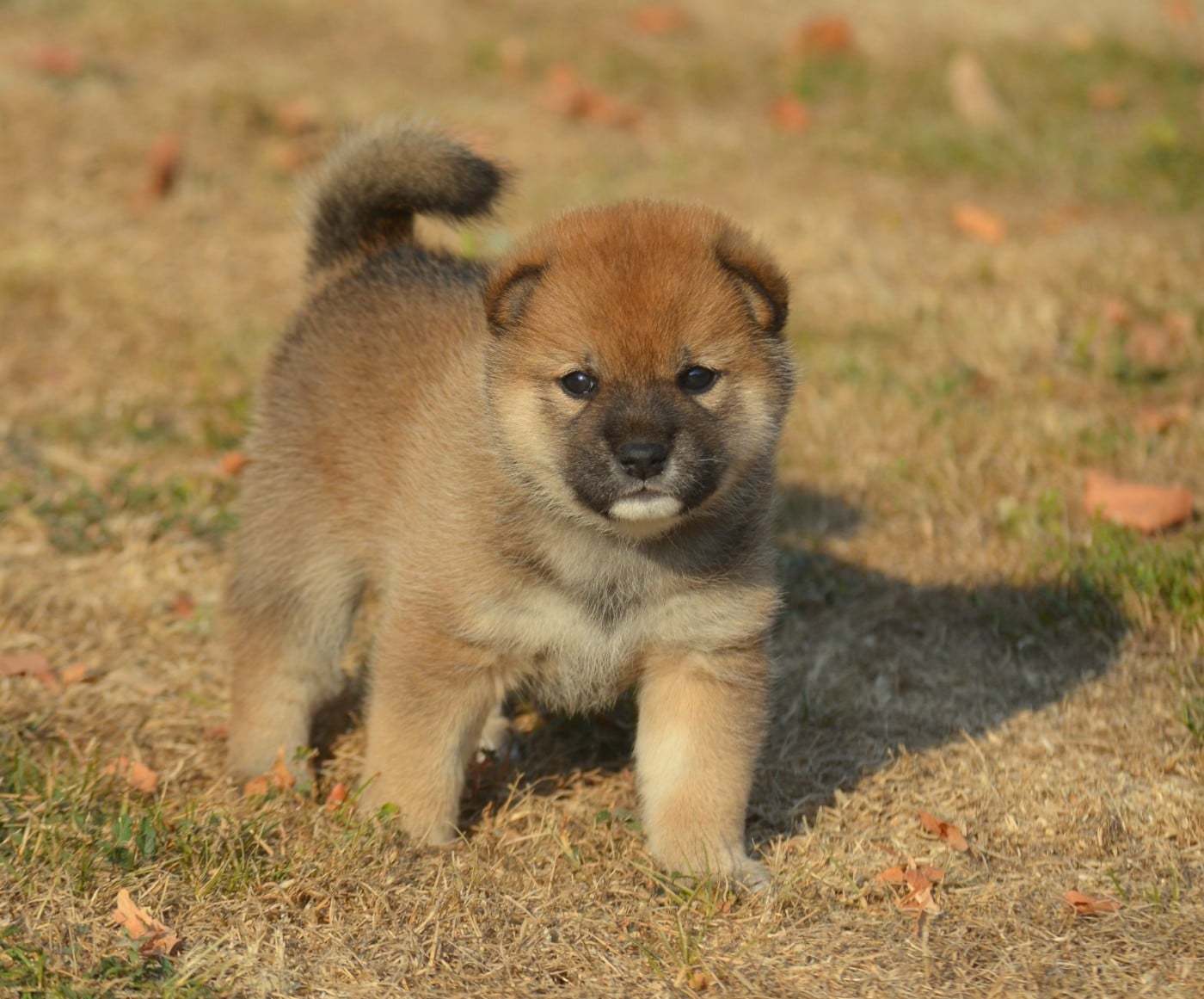 CHIOT 4