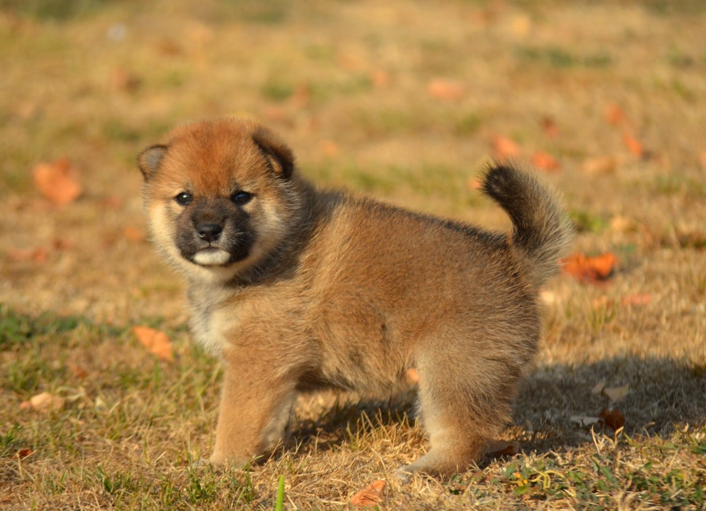 CHIOT 4