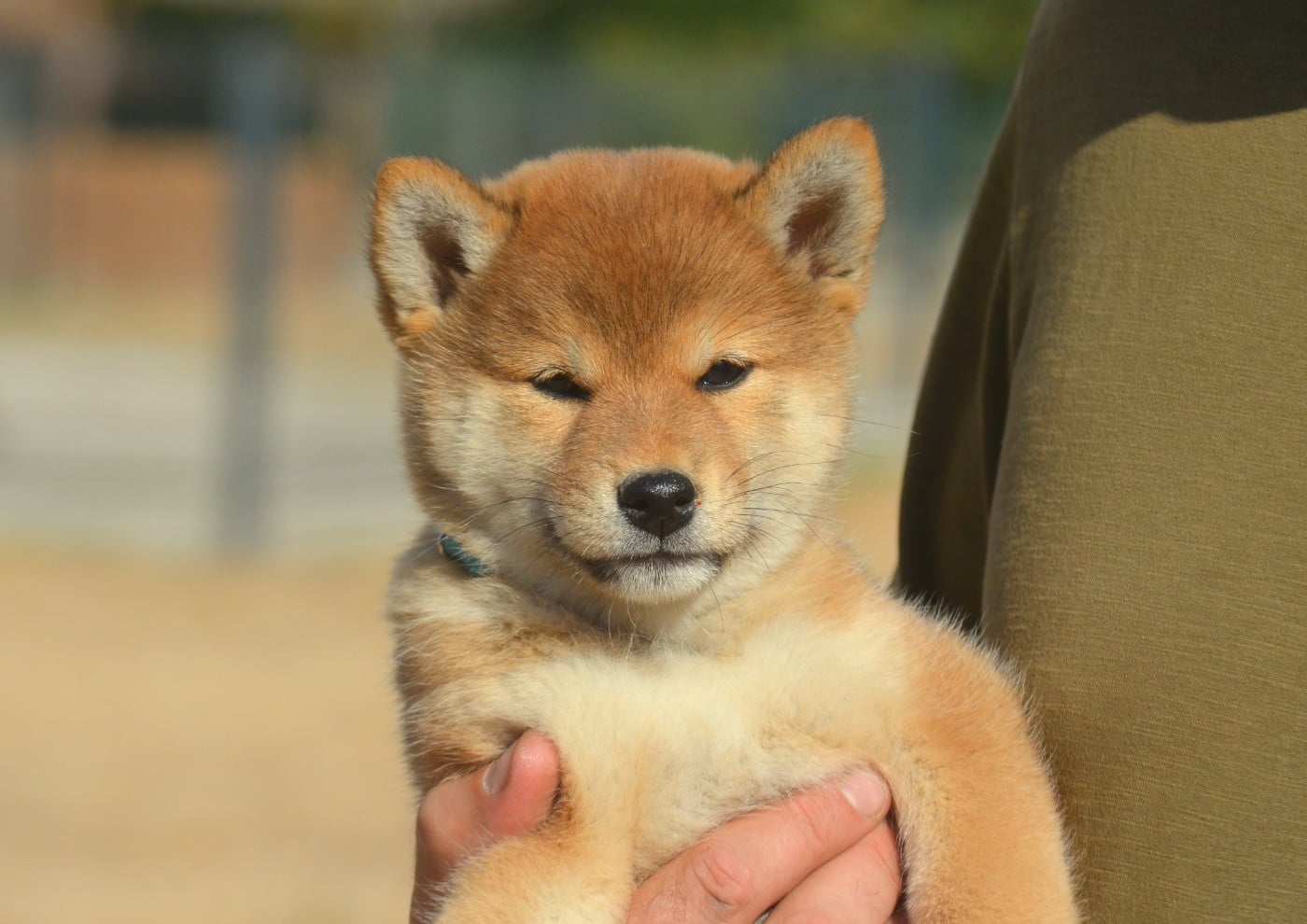 Shiba - de la Féerie de l'Hermine