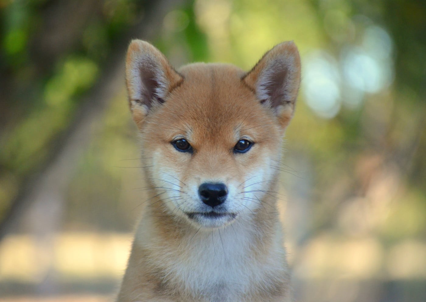 Shiba - de la Féerie de l'Hermine