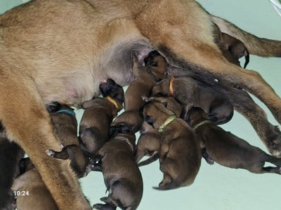 Les chiots de Berger Belge