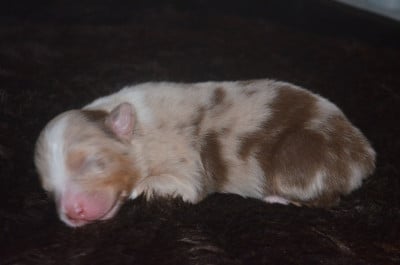 Les chiots de Berger Australien