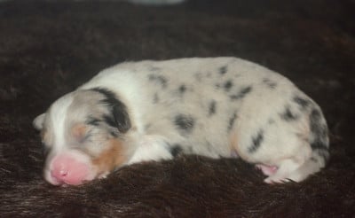 Les chiots de Berger Australien