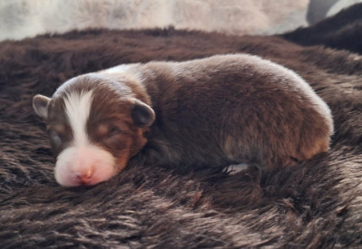 Les chiots de Berger Australien
