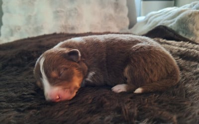 Les chiots de Berger Australien