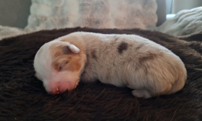 Les chiots de Berger Australien