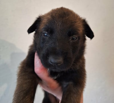 Les chiots de Berger Belge