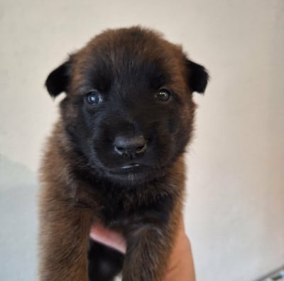 Les chiots de Berger Belge