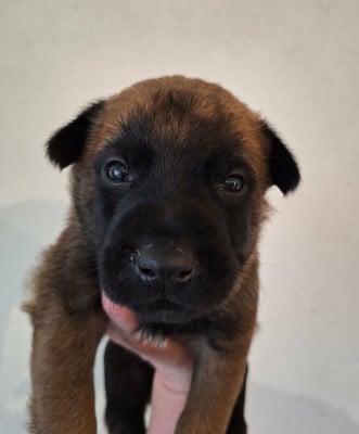 Les chiots de Berger Belge