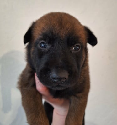 Les chiots de Berger Belge