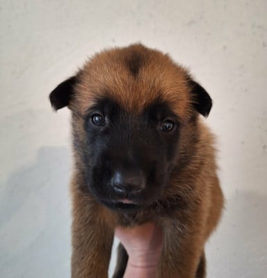 Les chiots de Berger Belge