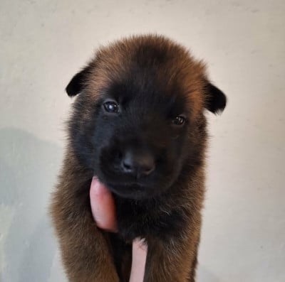 Les chiots de Berger Belge