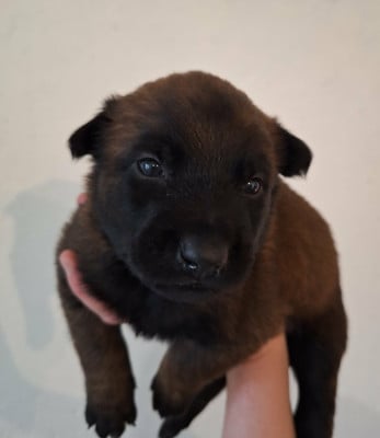 Les chiots de Berger Belge