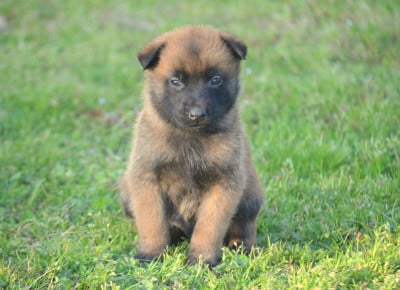 Les chiots de Berger Belge