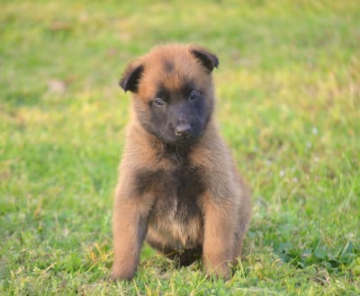 Les chiots de Berger Belge