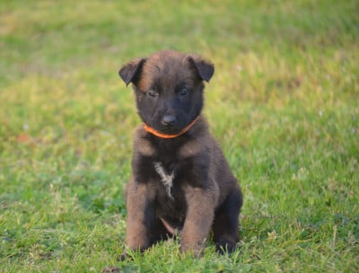 Les chiots de Berger Belge