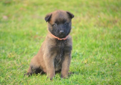 Les chiots de Berger Belge