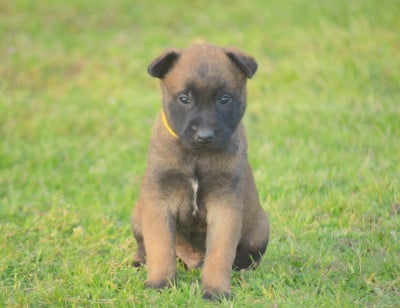 Les chiots de Berger Belge