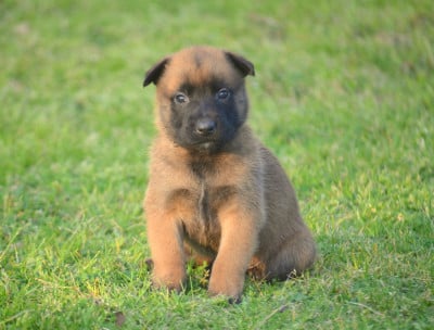 Les chiots de Berger Belge