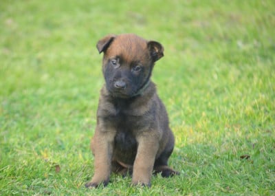 Les chiots de Berger Belge