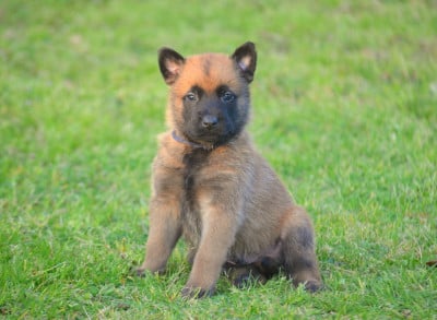 Les chiots de Berger Belge