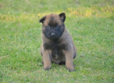 Les chiots de Berger Belge