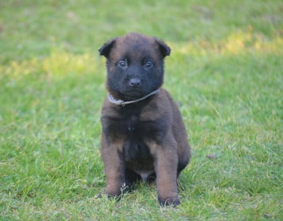 Les chiots de Berger Belge