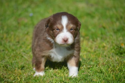 Les chiots de Berger Australien