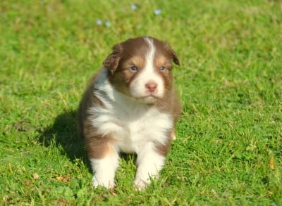 Les chiots de Berger Australien