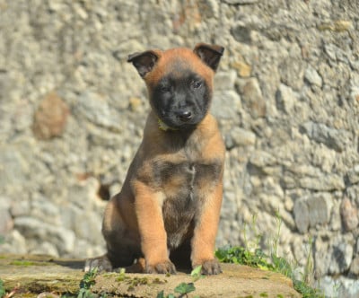 Les chiots de Berger Belge