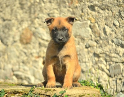 Les chiots de Berger Belge