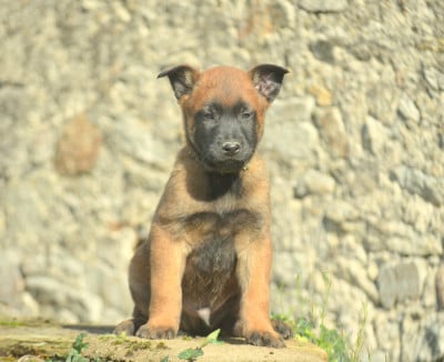 Les chiots de Berger Belge