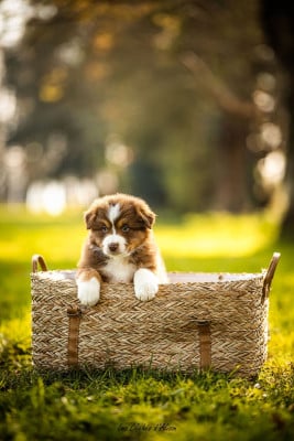 Les chiots de Berger Australien