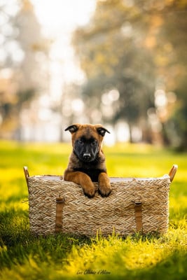 Les chiots de Berger Belge