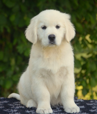 Les chiots de Golden Retriever