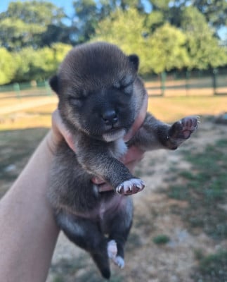 Les chiots de Shiba