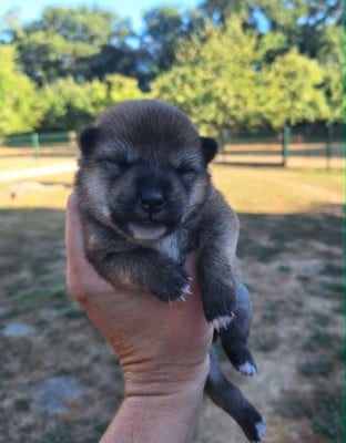 Les chiots de Shiba