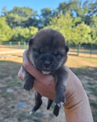 Les chiots de Shiba