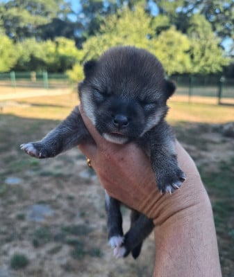 Les chiots de Shiba