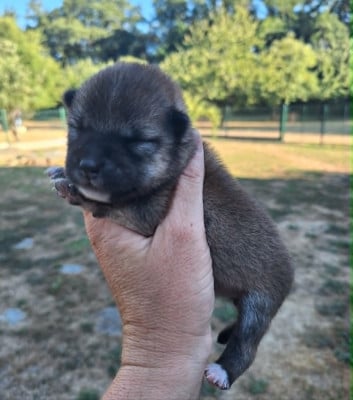 Les chiots de Shiba