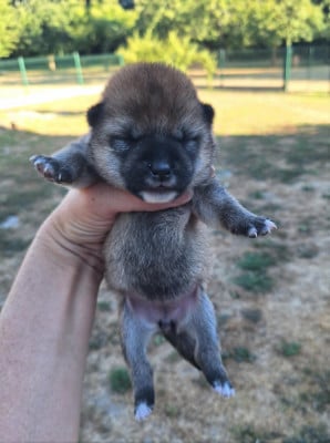 Les chiots de Shiba
