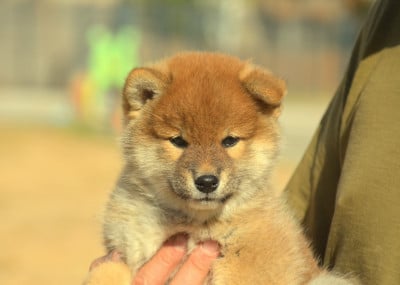 Les chiots de Shiba