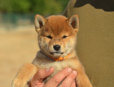 Les chiots de Shiba