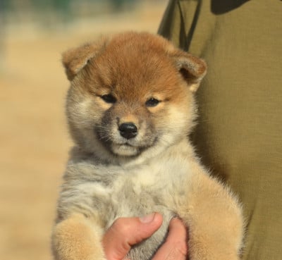 Les chiots de Shiba