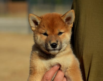 Les chiots de Shiba