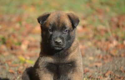 Les chiots de Berger Belge