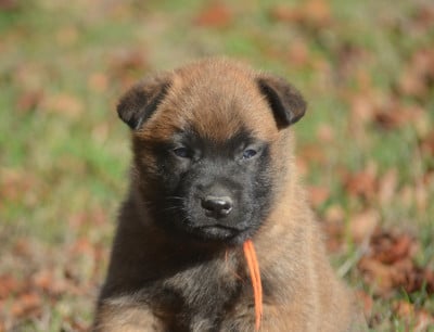 Les chiots de Berger Belge